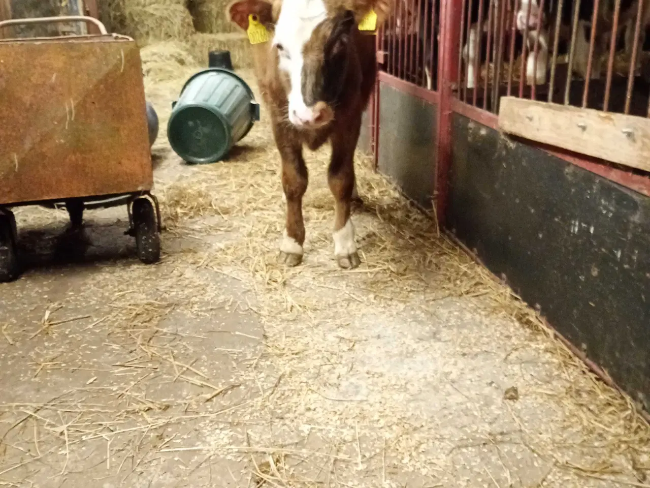 Billede 3 - Ungtyre sælges 