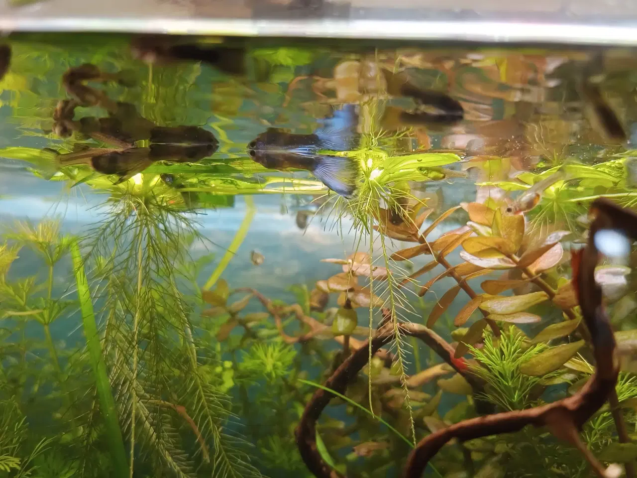 Billede 2 - Guppy blue moskow