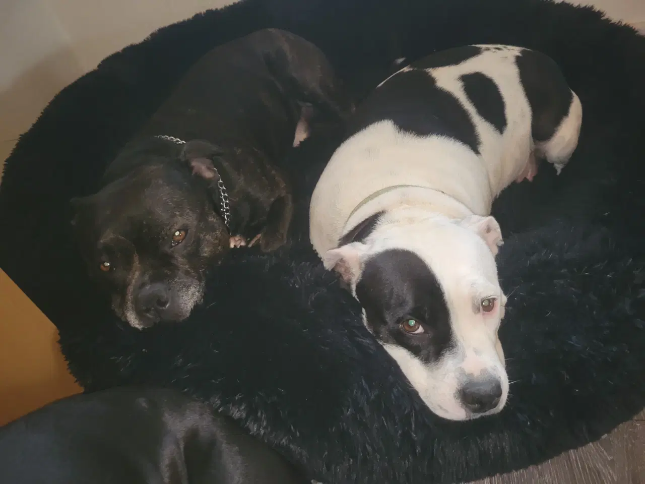 Billede 11 - Staffordshire Bull Terrier Hvalpe 5 uger