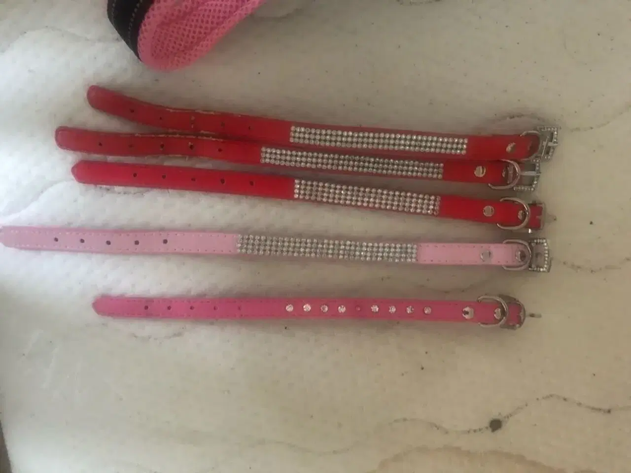 Billede 5 - Forskelligt til lille hund