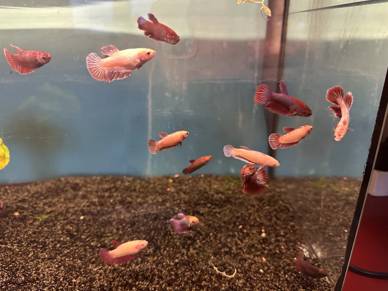 Billede 1 - Siamesiske kampfisk