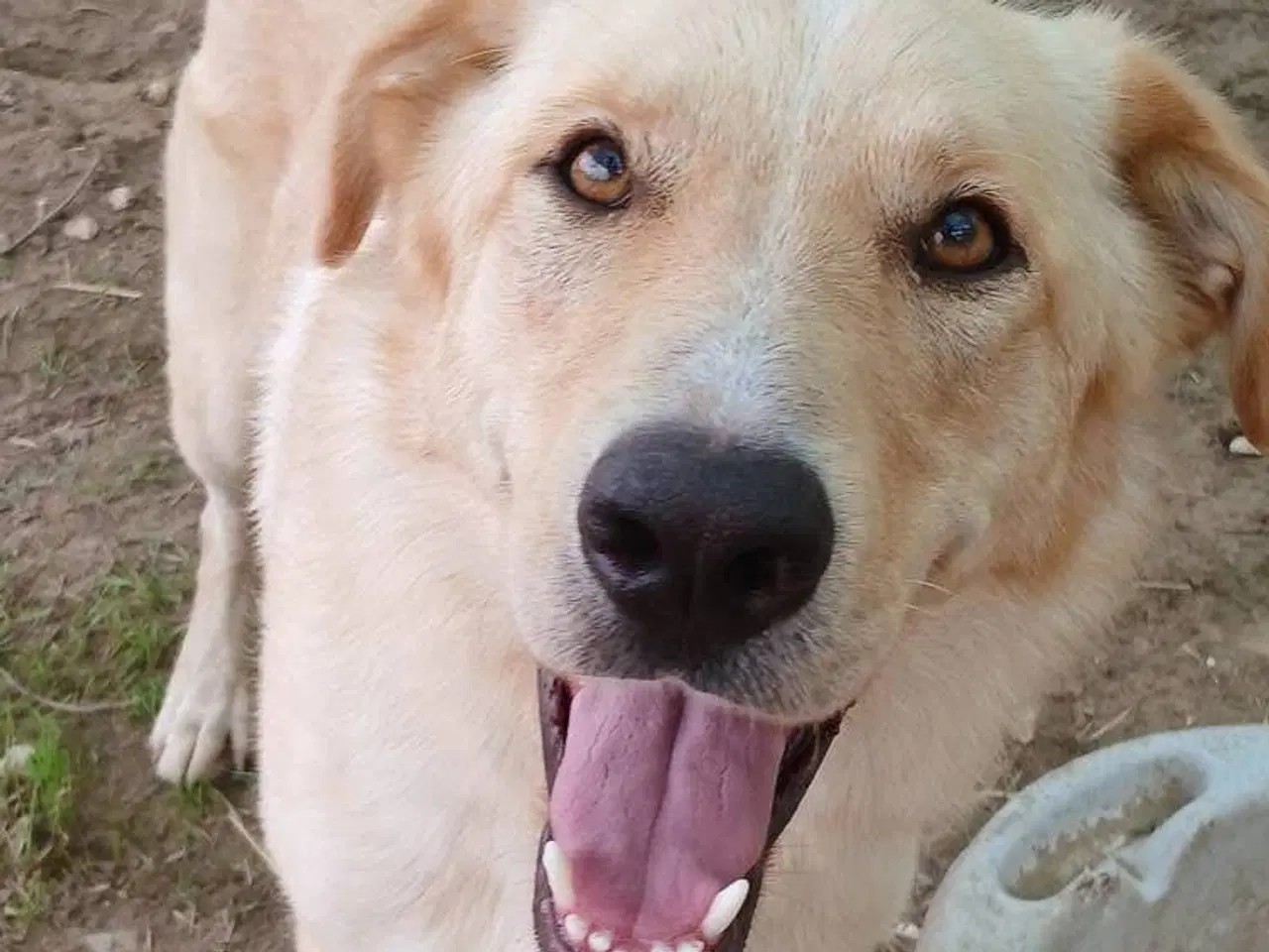 Billede 9 - Kælepot søger familie