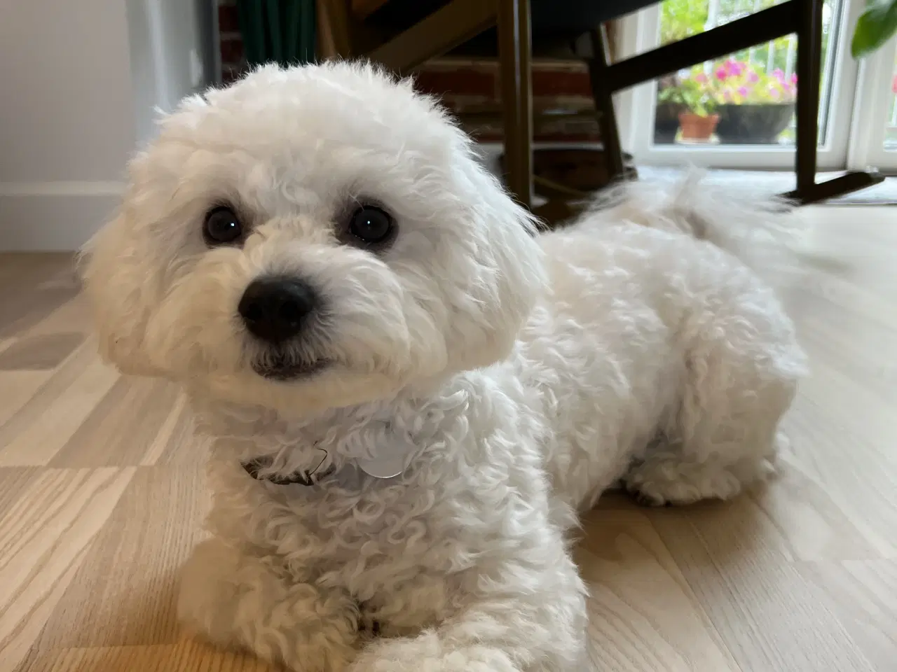 Billede 2 - Bedårende, kærlig og charmerende Bichon Frisé