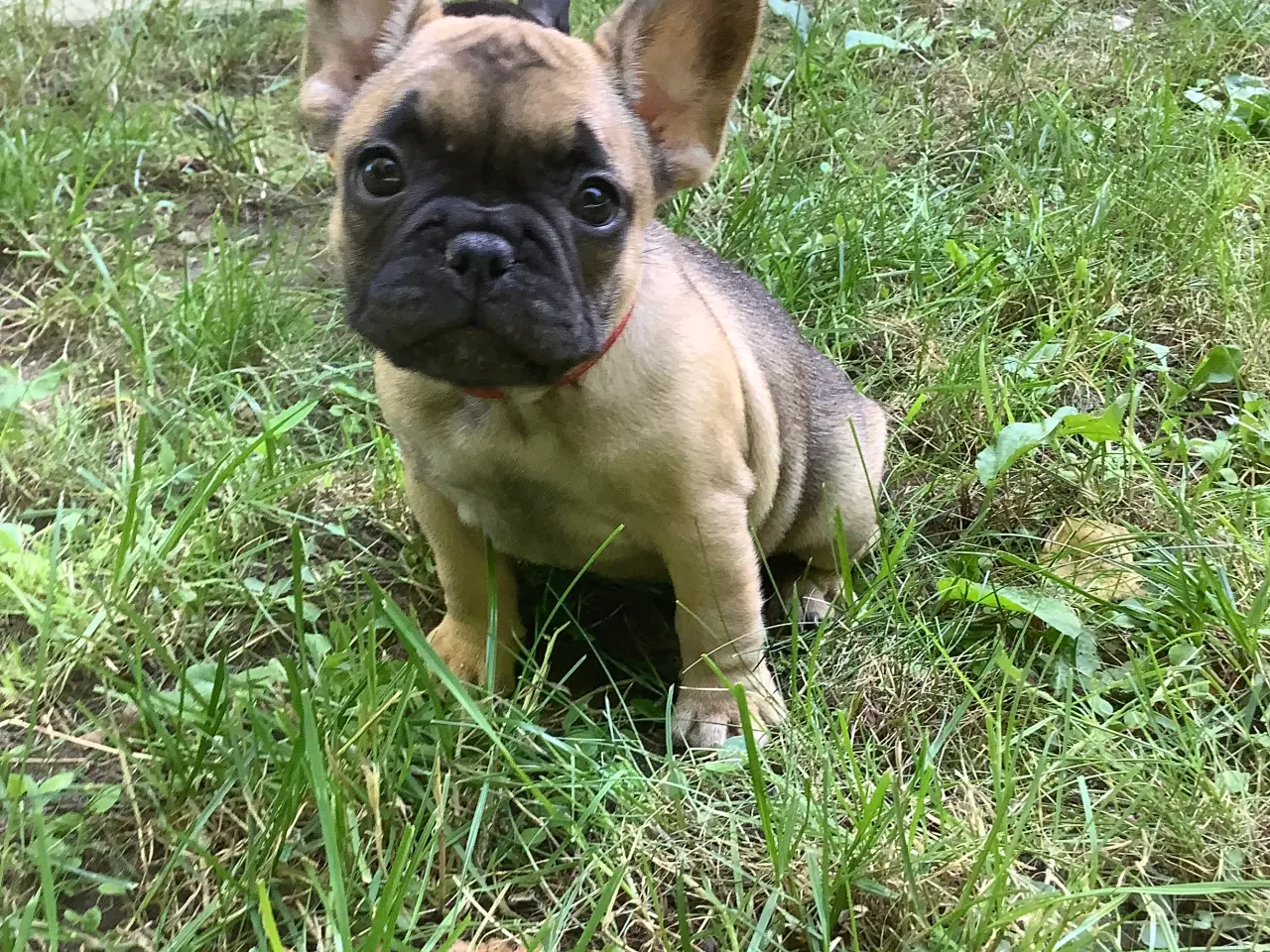 Billede 2 - Fransk bulldog hvalpe