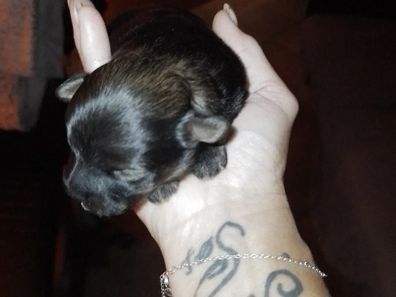 Billede 3 - Allergivenlig hvalp