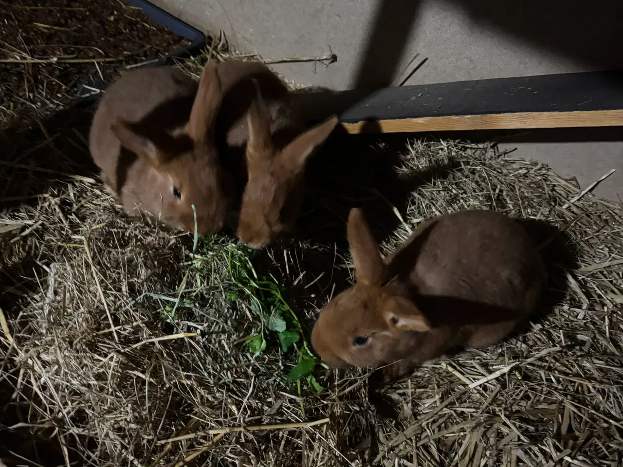 Billede 2 - New Zealand red han kaniner