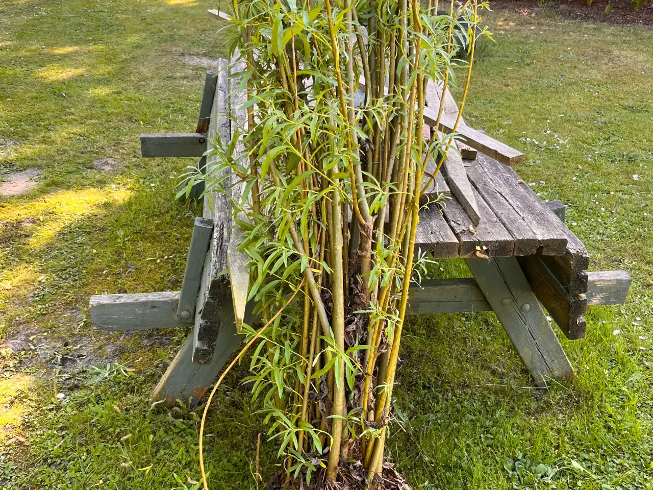 Billede 1 - Piletræ planter til pilehule/pilehytter