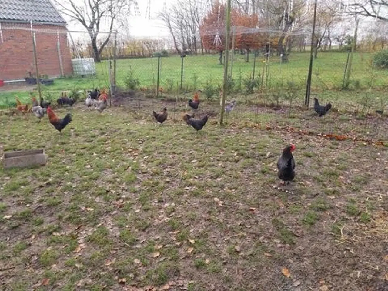 Billede 7 - En ung hane og tre høner i Zone 6818 er til salg. 