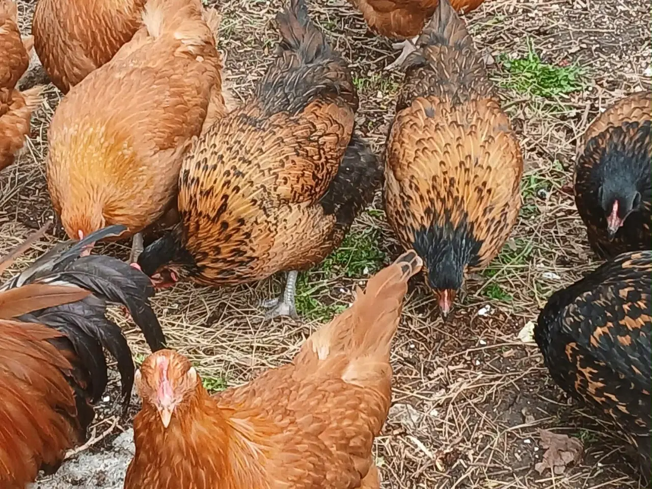 Billede 5 - Hønniker af store æglæggereø