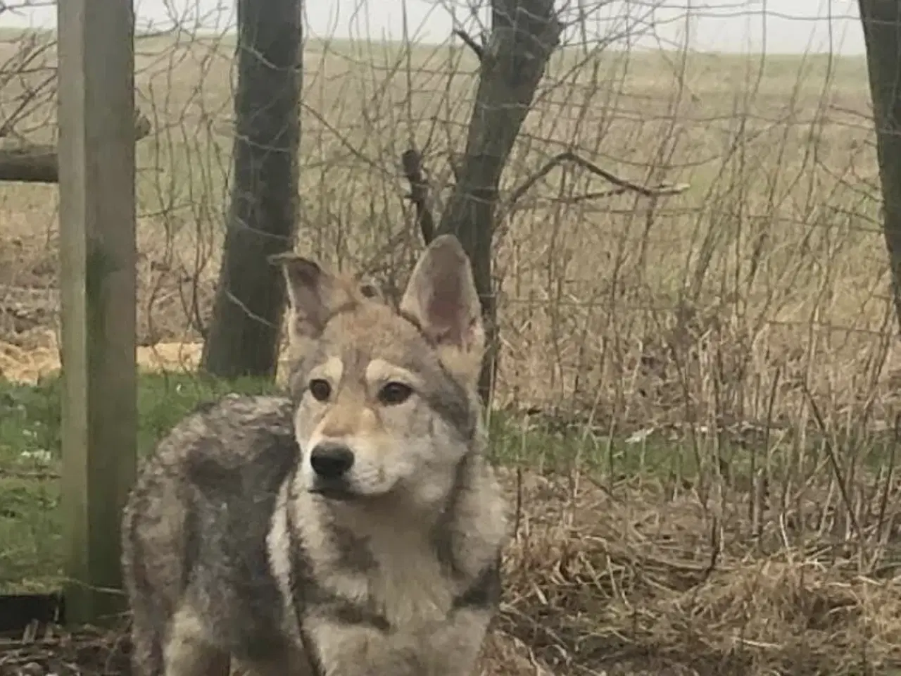 Billede 6 - Ulvehund hvalpe 