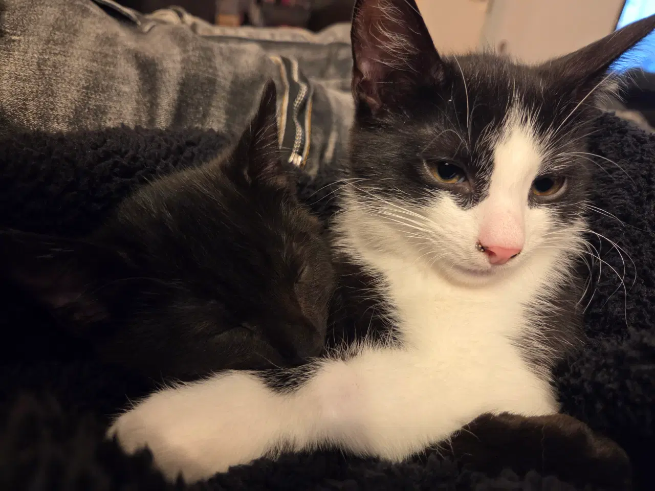 Billede 1 - Killinger søger nyt hjem