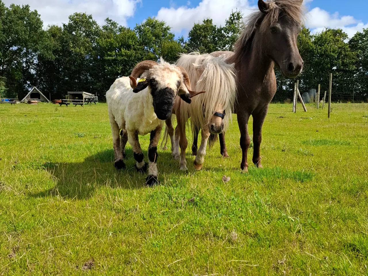 Billede 5 - Valais Blacknose får