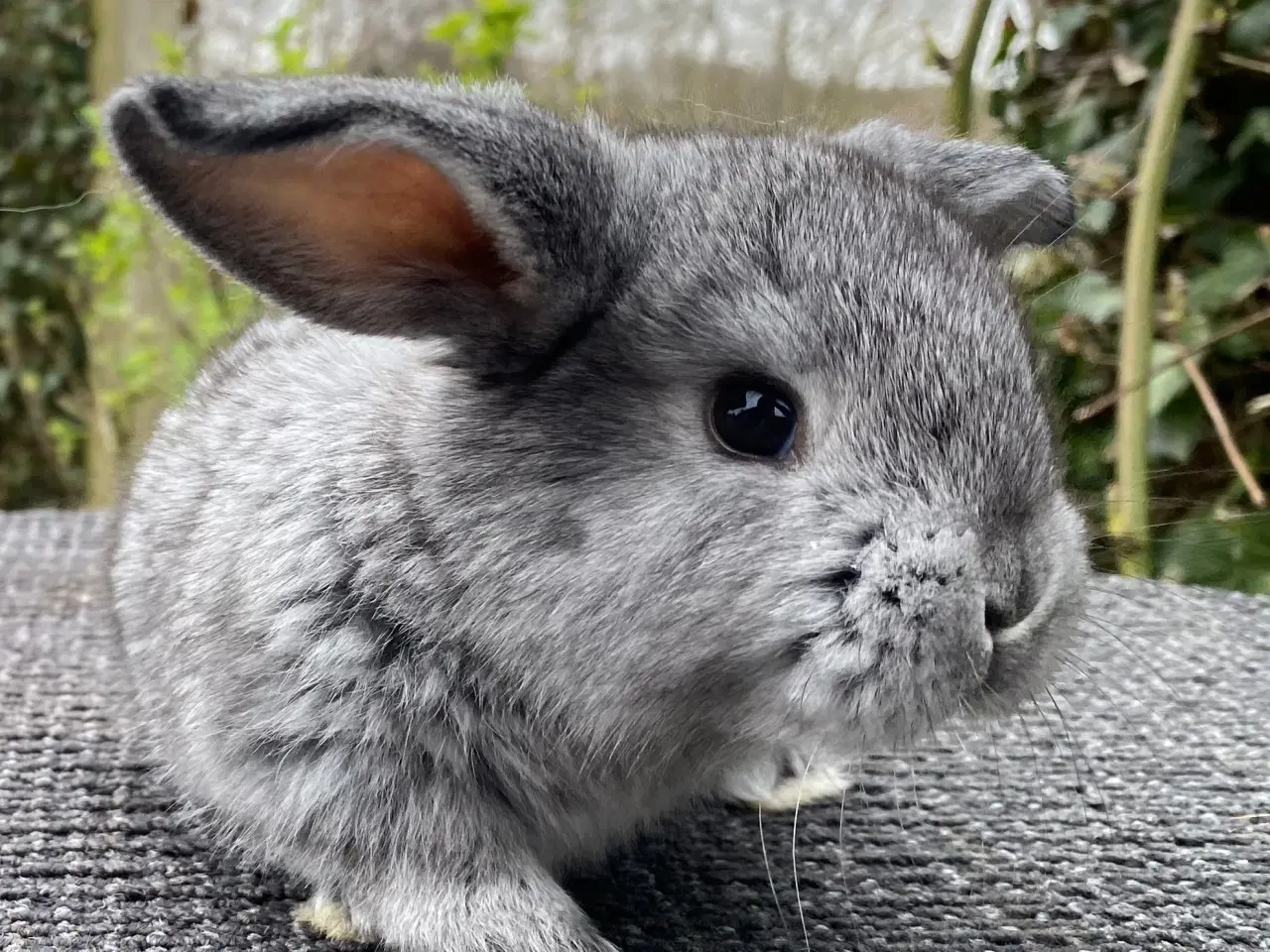Billede 1 - FRANSK VÆDDER HUN CHINCHILLA