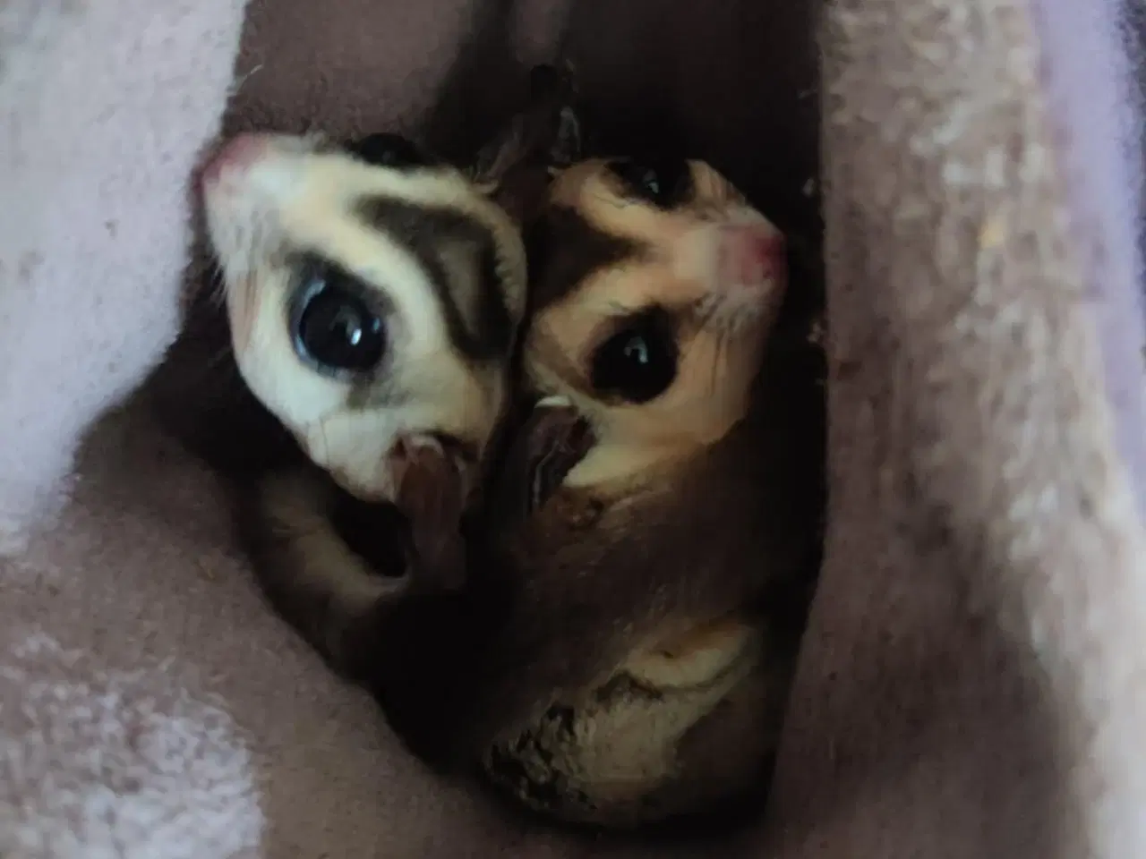 Billede 2 - Sugar glider - Haster BYD