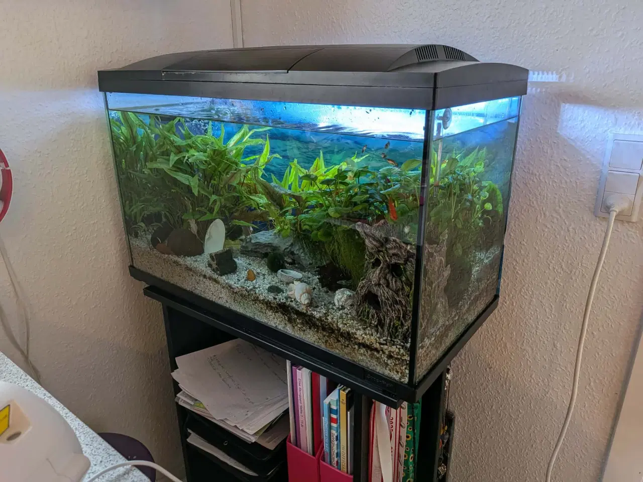 Billede 1 - 90 L akvarium inkl. bord, fisk, planter mm.