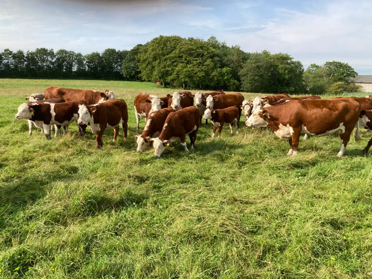 Billede 1 - Hereford