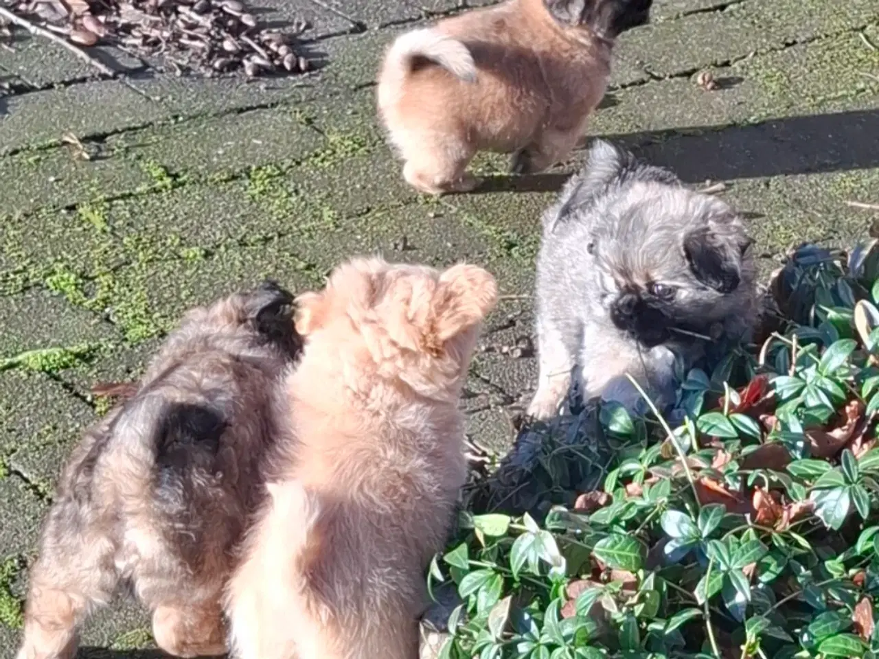 Billede 4 - Lækre uldtotter 