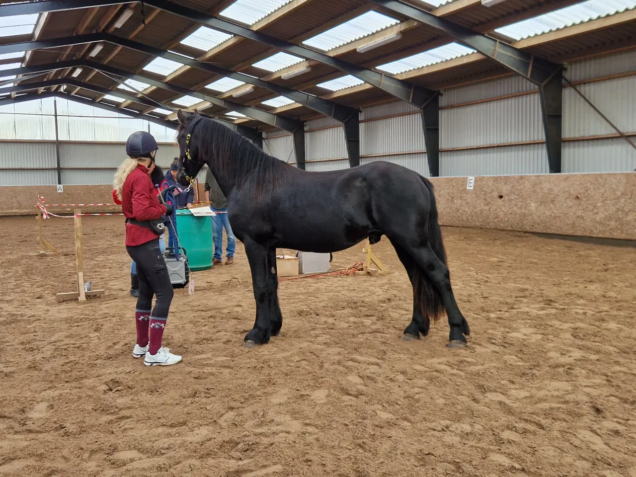 Billede 3 - Smuk barok pinto 