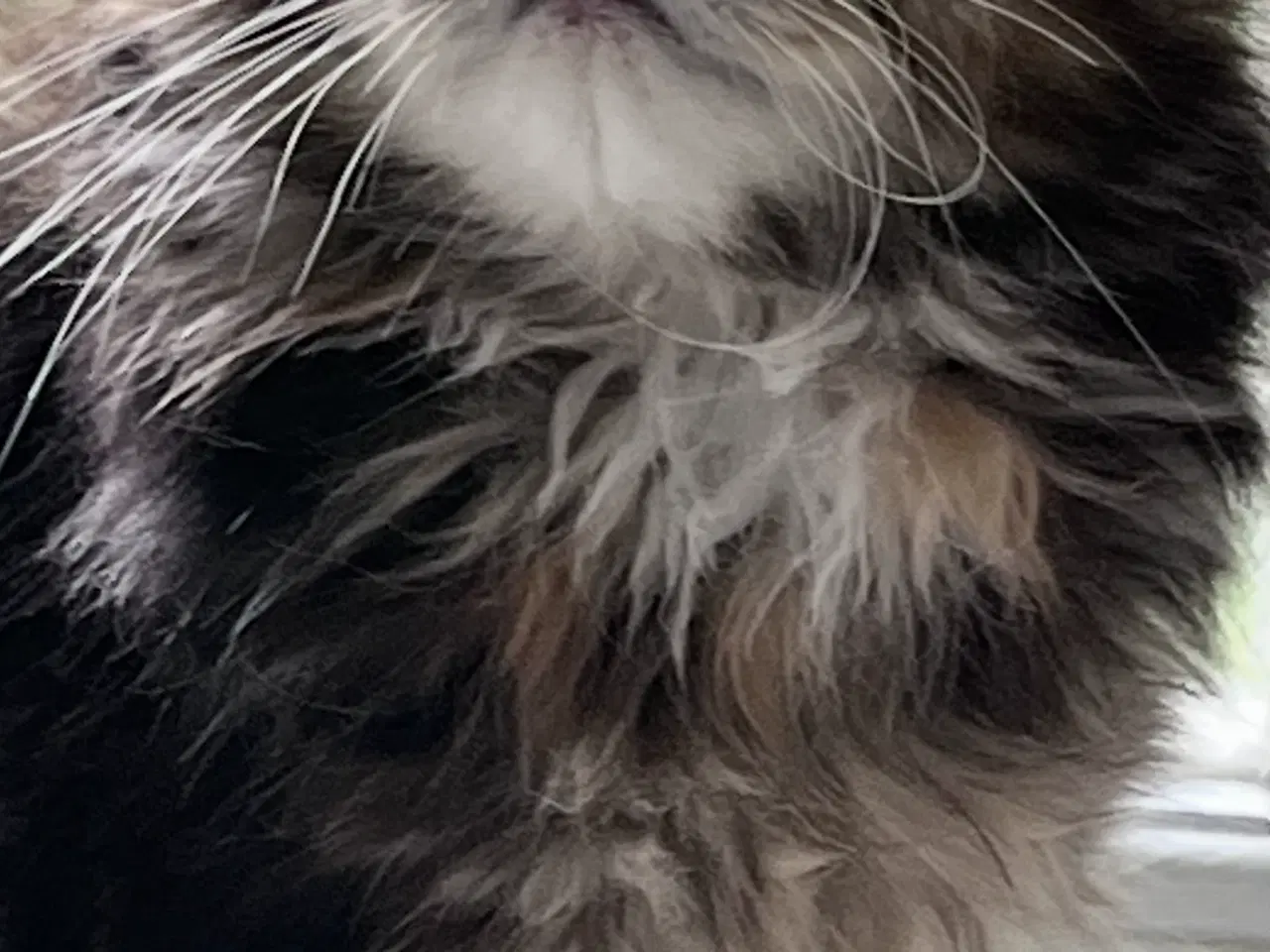 Billede 4 - Maine coon