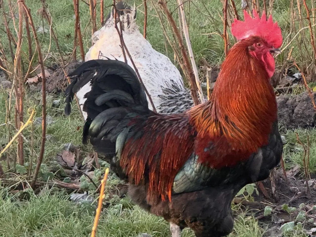 Billede 1 - Smukke haner tilsalg 