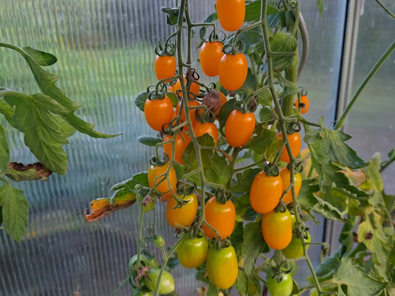 Billede 1 - Tomatplanter sælges.