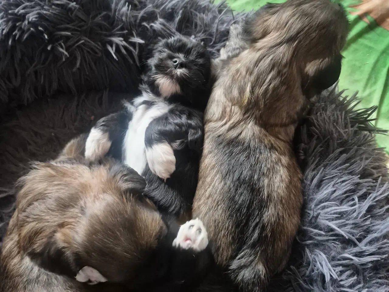 Billede 2 - Absolut Sødeste Lhasa Apso Hvalpe