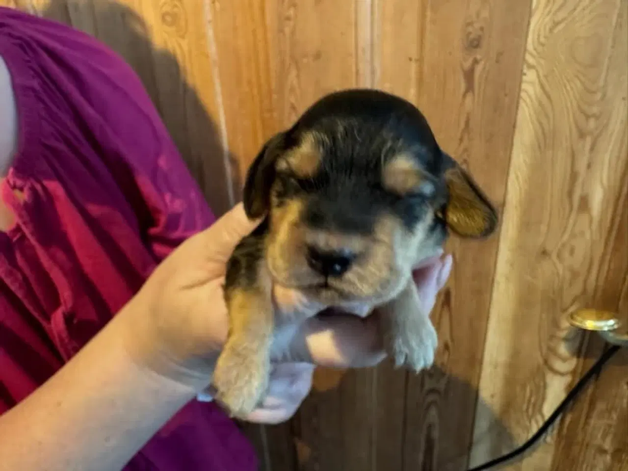 Billede 2 - Engelsk Cocker Spaniel hvalpe 