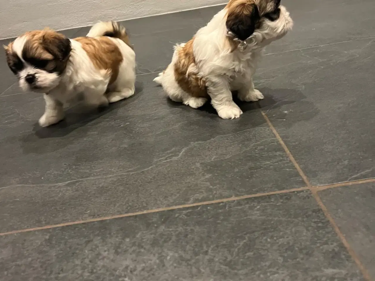 Billede 3 - Hundehvalp - shih tzu