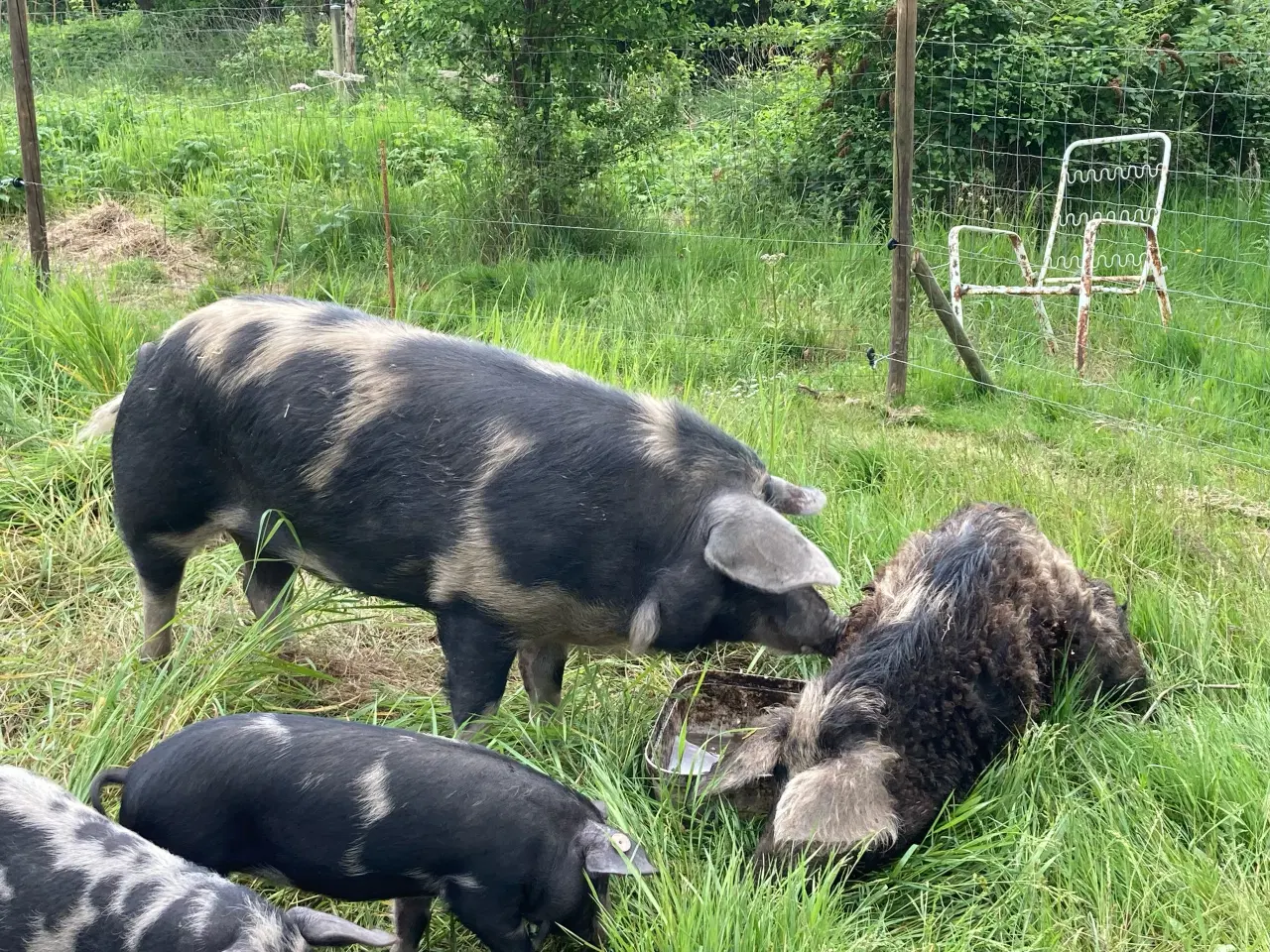 Billede 3 - Smågrise af dansk sortbroget landrace til salg