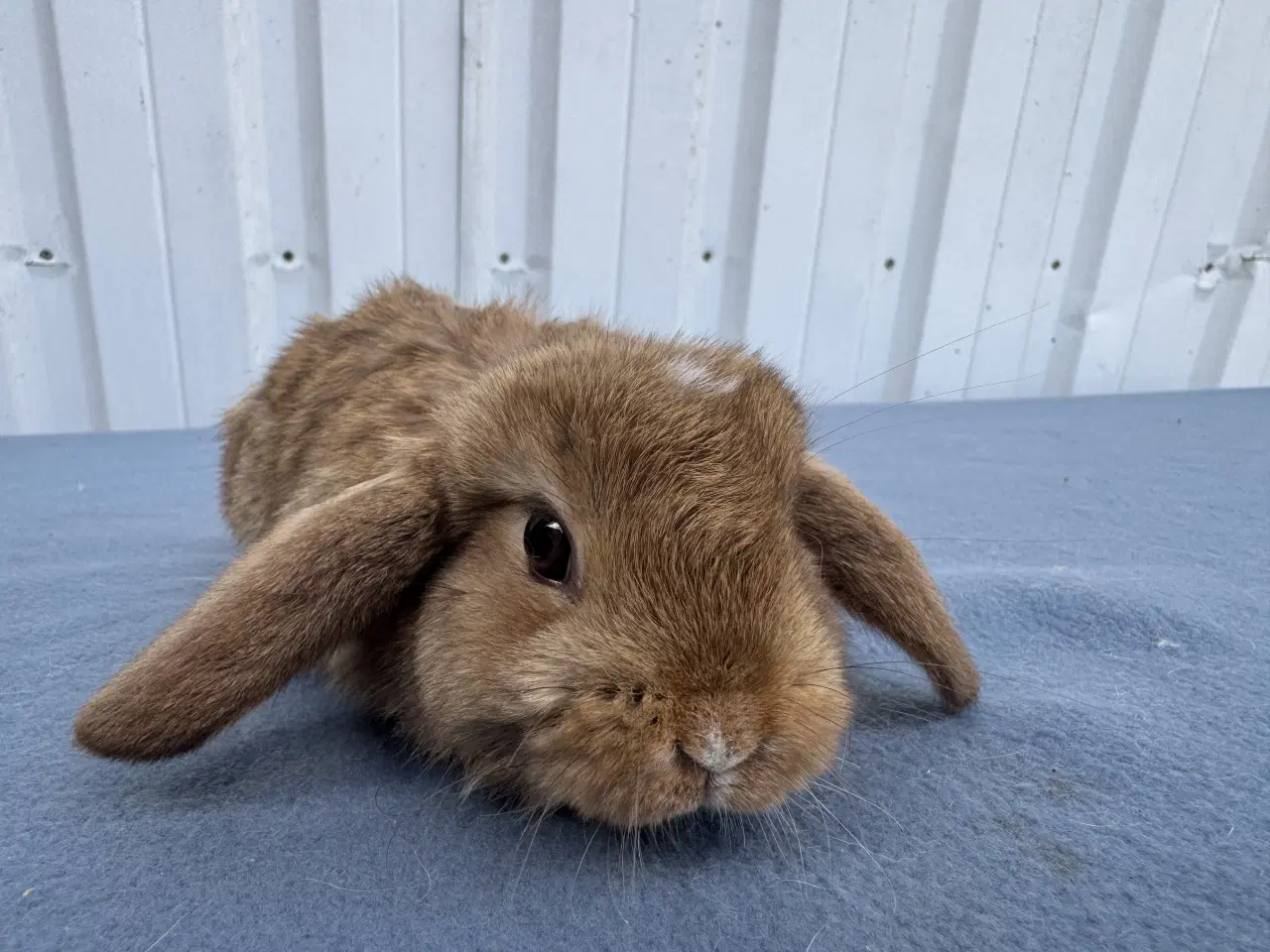 Billede 4 - Dværgvædder hankanin