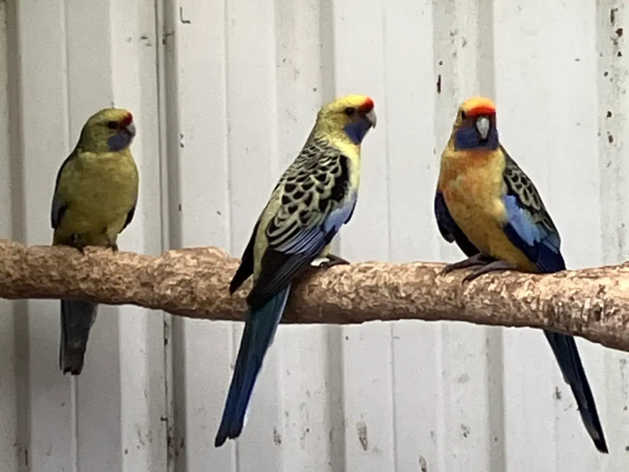 Billede 6 - 9 STK. DEJLIGE ROSELLAER TIL SALG