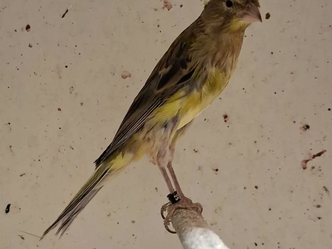 Billede 11 - Special kanariefugle