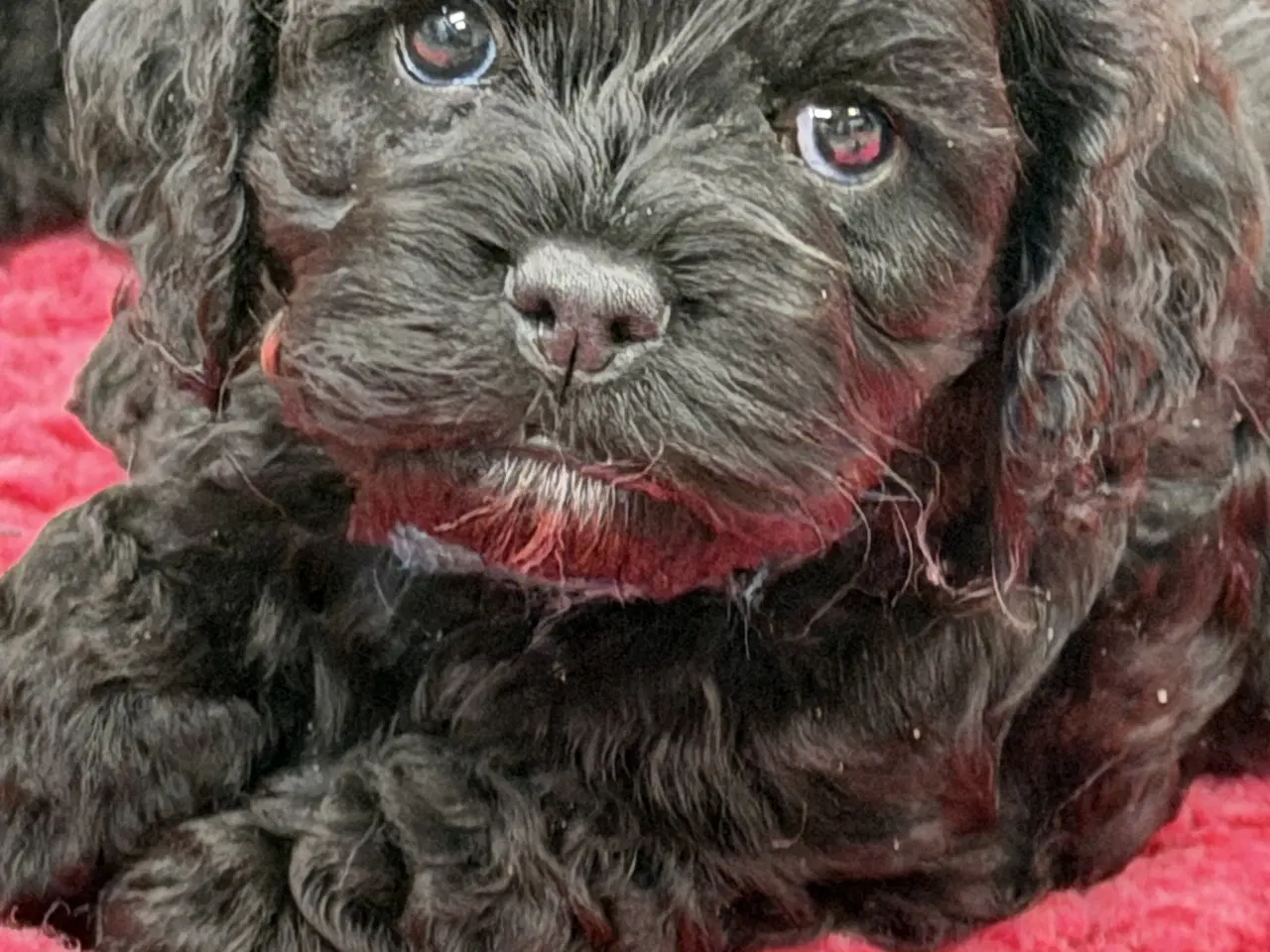 Billede 4 - 2 smukke Cockapoo 