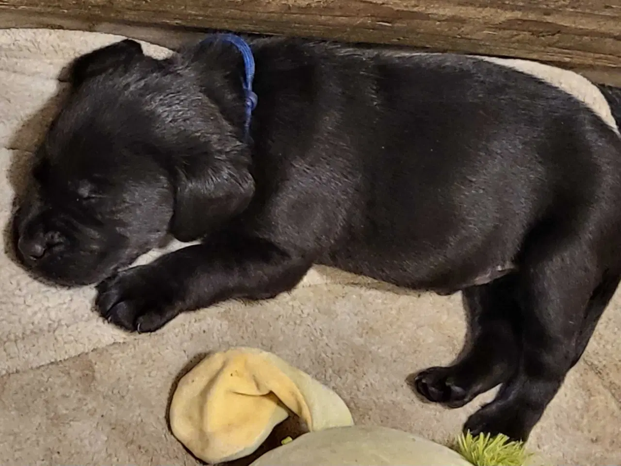 Billede 4 - Labrador Hundehvalpe 