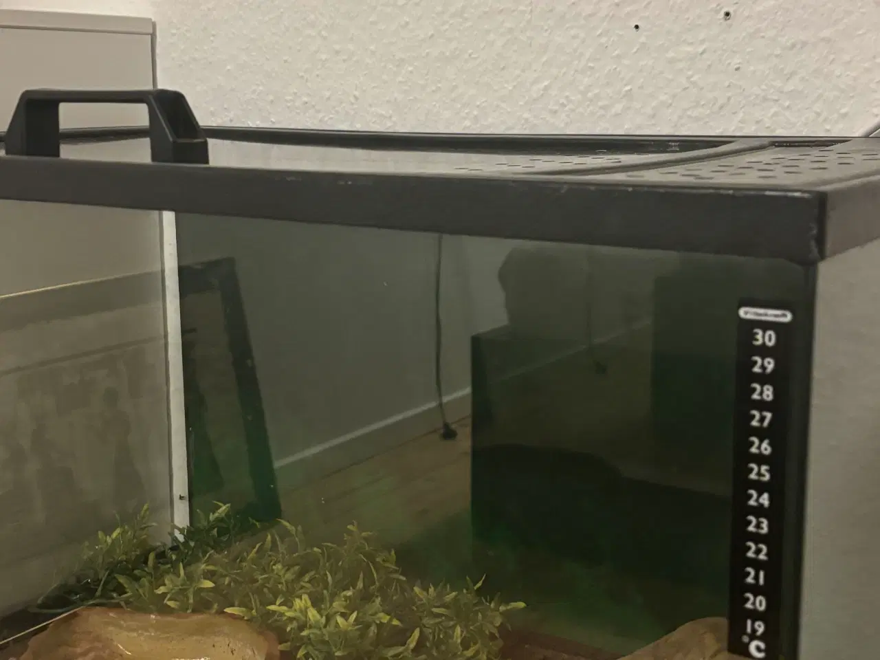 Billede 3 - Boa constrictor+terrarie 