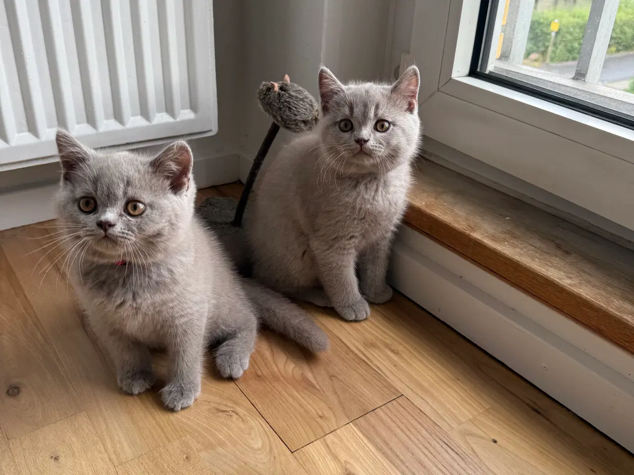 Billede 2 - British Shorthair killinger med stamtavle