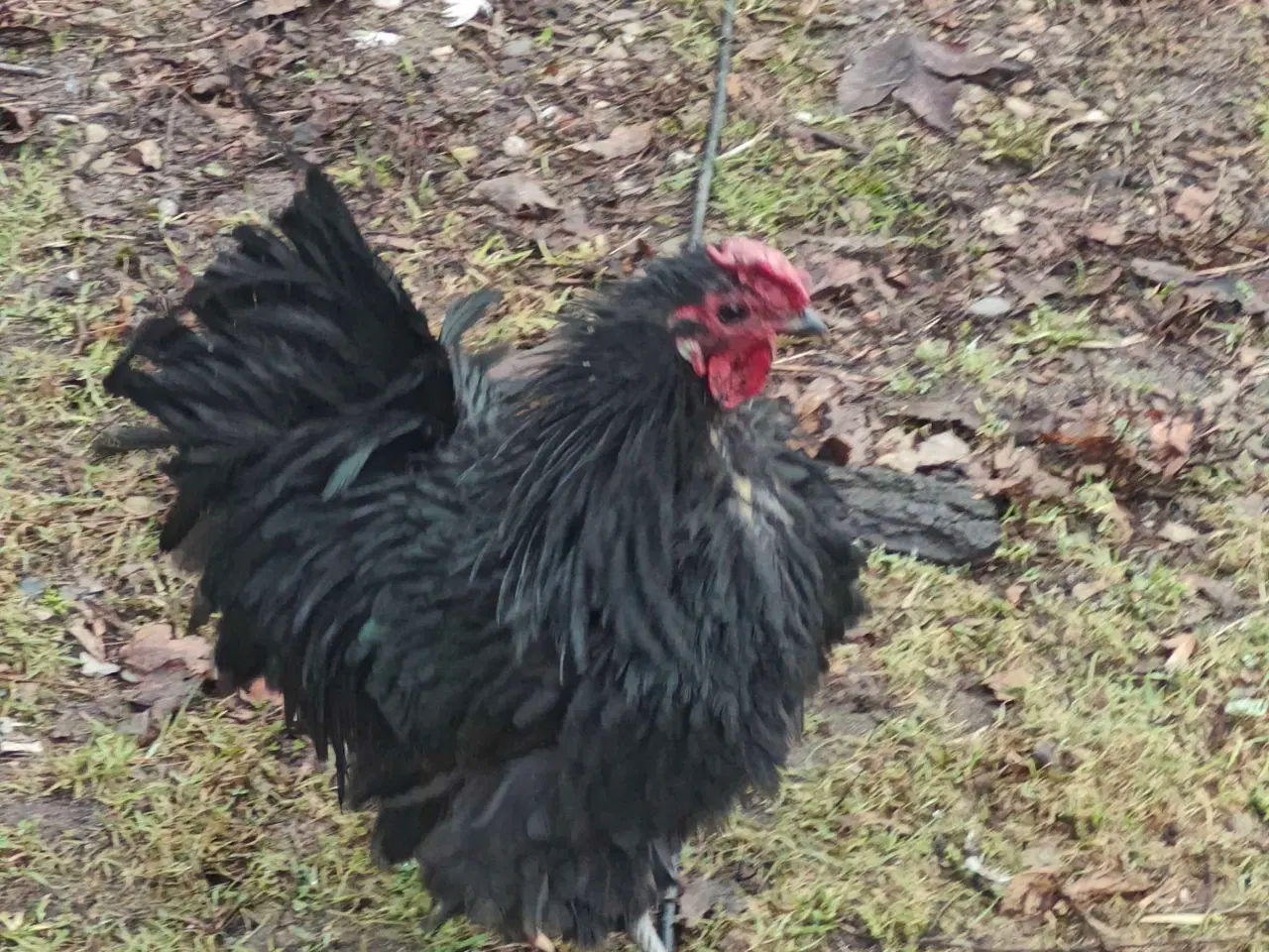 Billede 2 - 3 flotte haner 