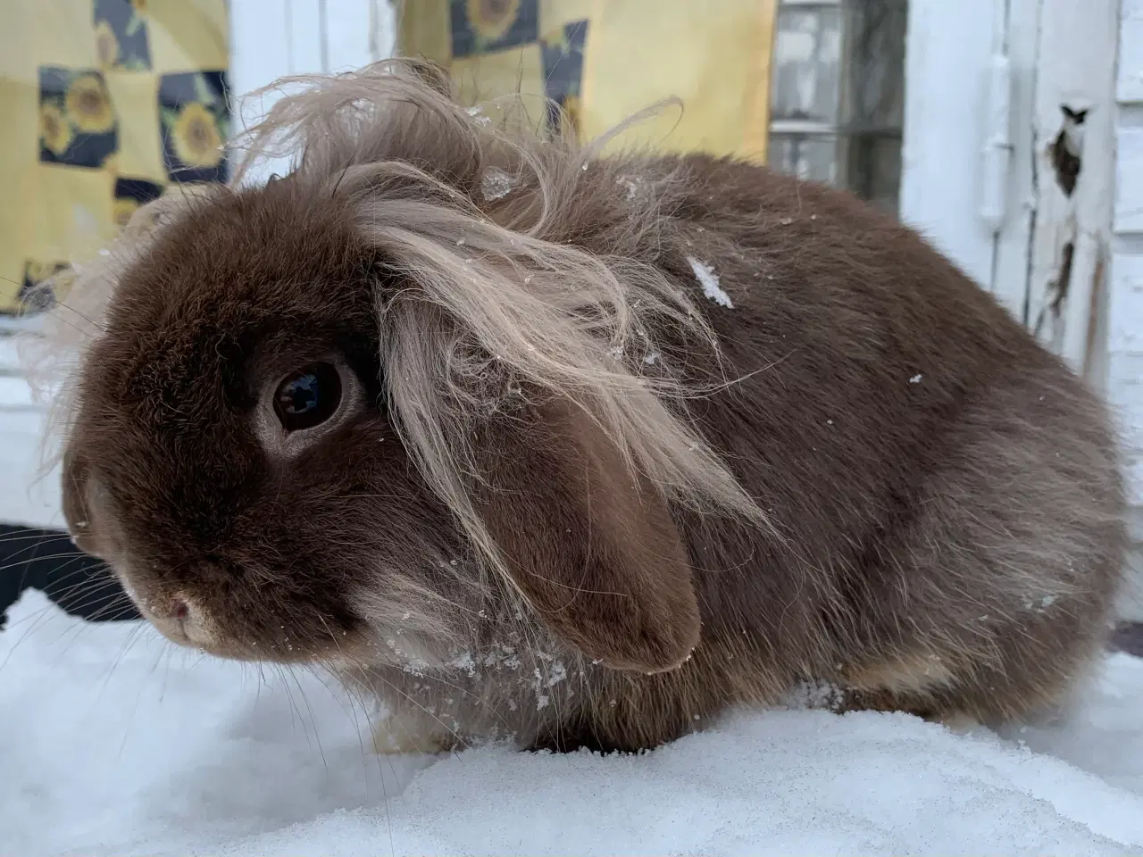 Billede 2 - Mini Leon lop han 6 mån . Bor i haven