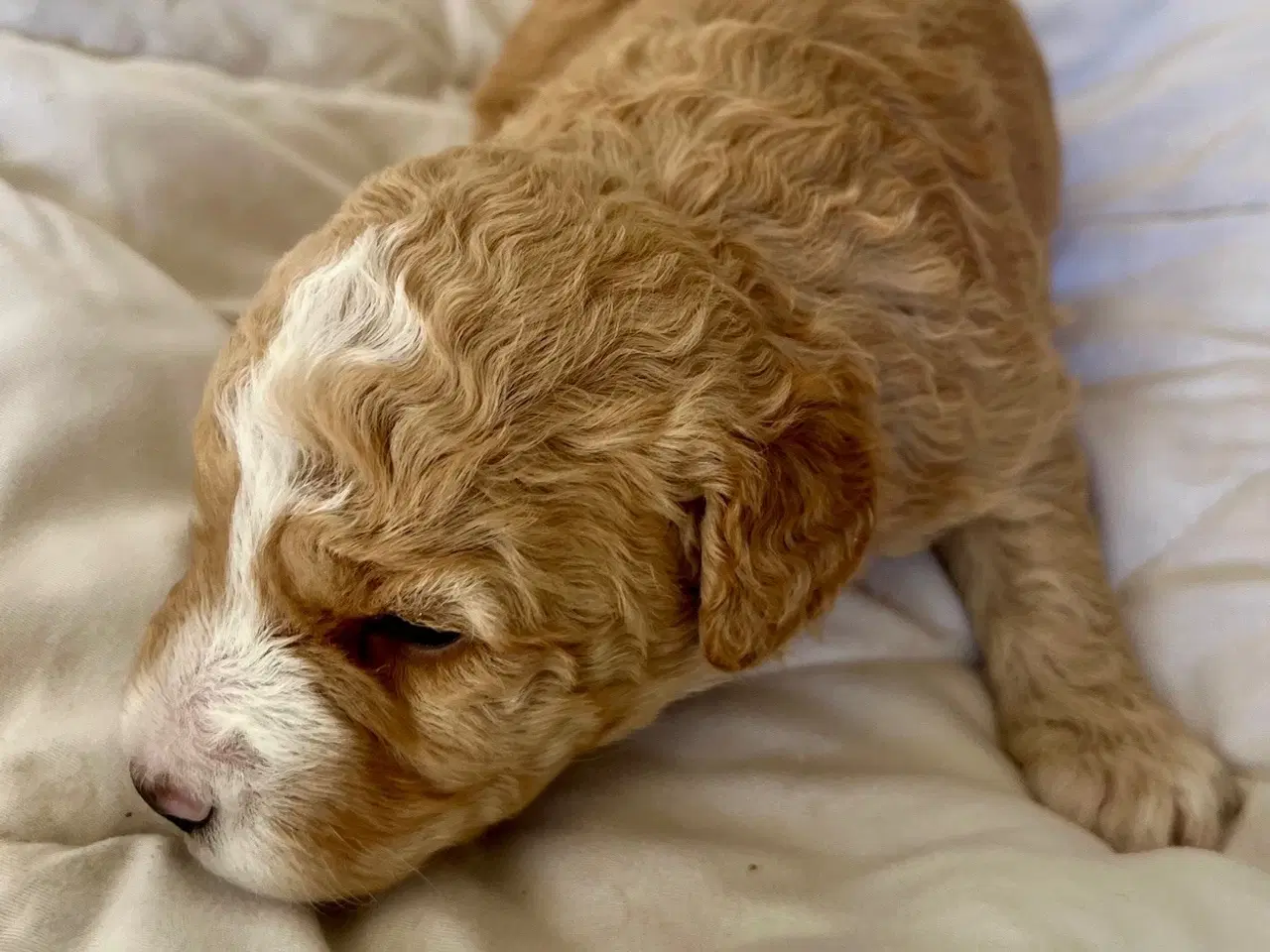 Billede 20 - Super skønne sociale Lagotto blandinger