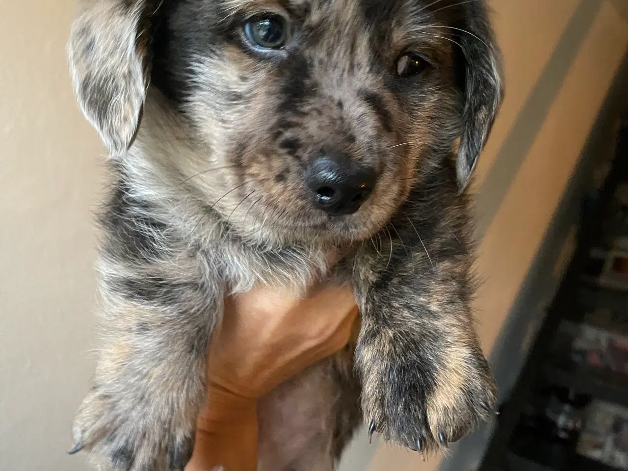 Billede 1 - Merle gravhunde mix standart