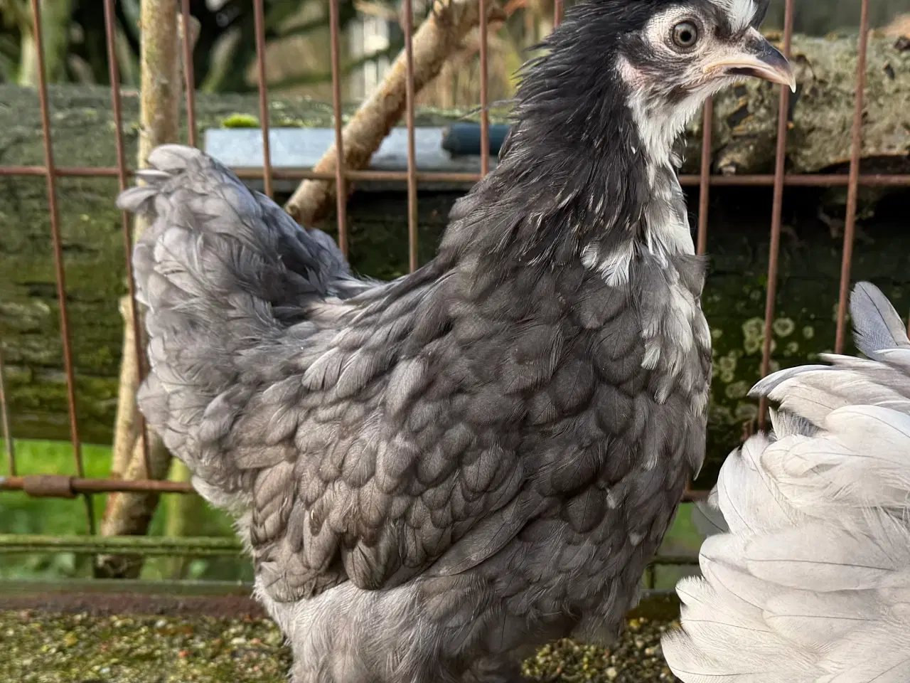 Billede 5 - Dværg kochin og blandings