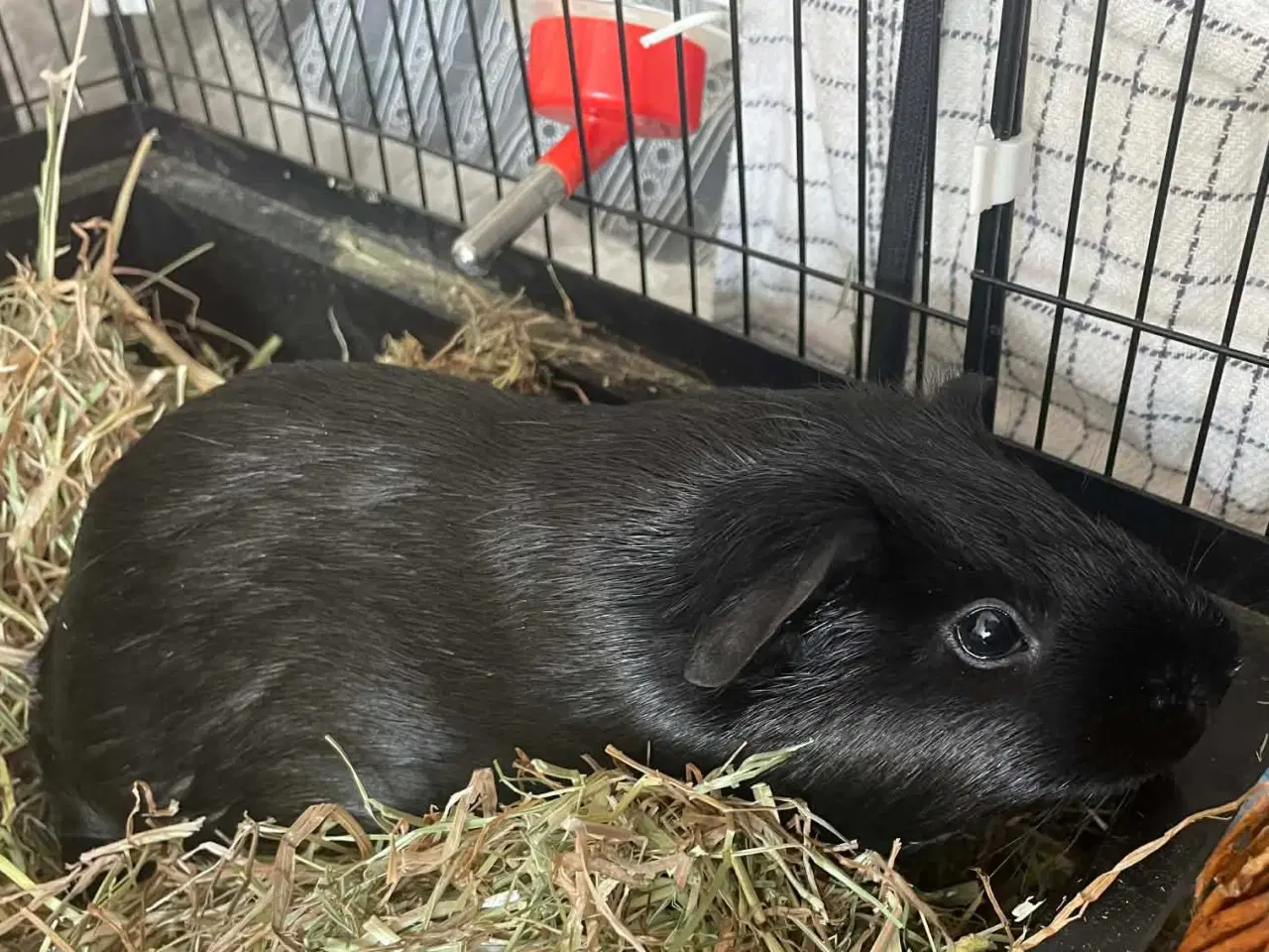 Billede 1 - Mor med 3 unger 