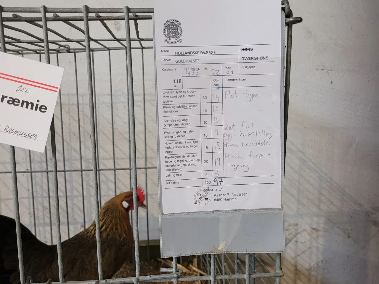 Billede 6 - RUGE ÆG 