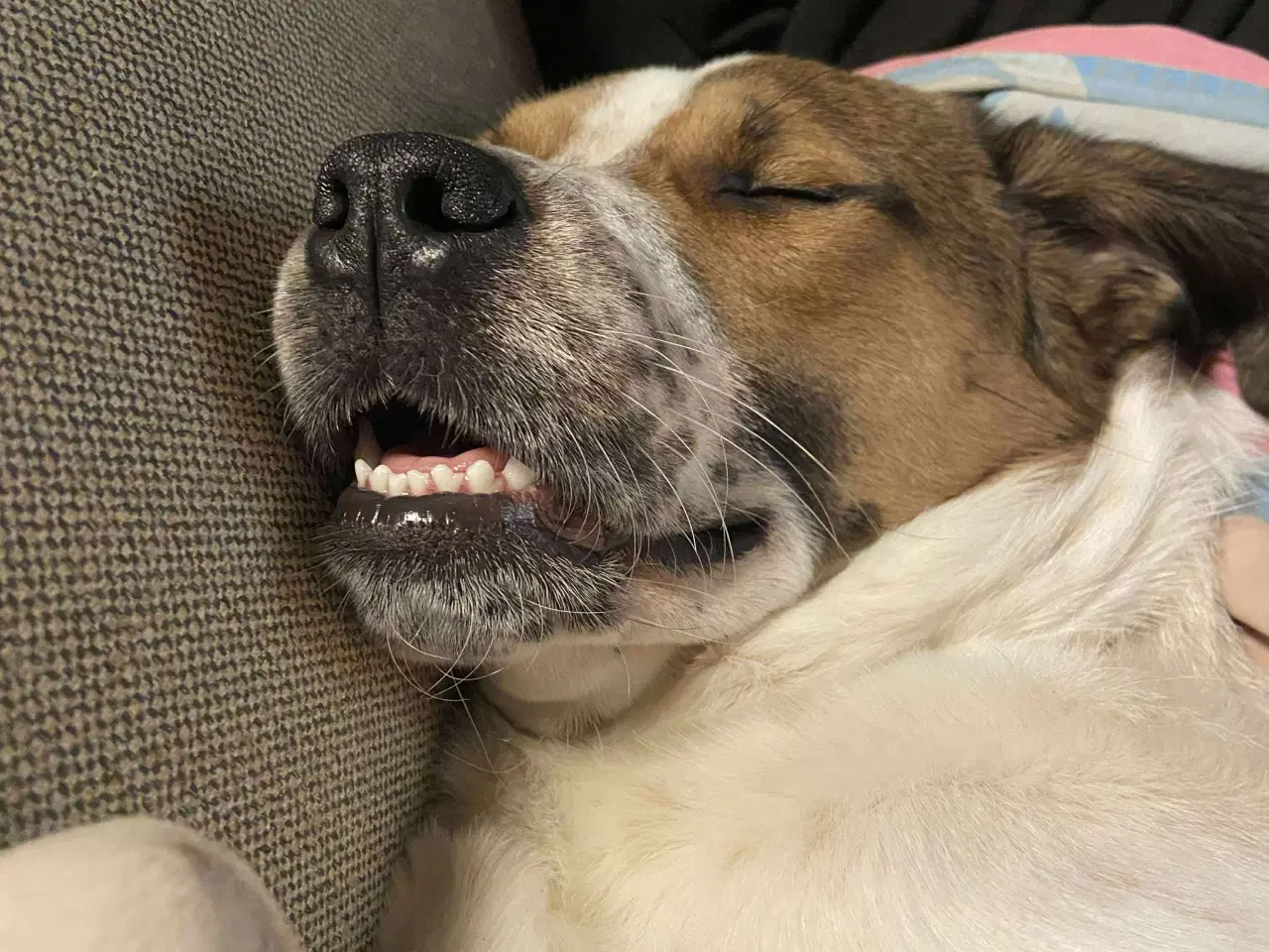 Billede 14 - Vigge - et smil på fire ben søger familie 🩷