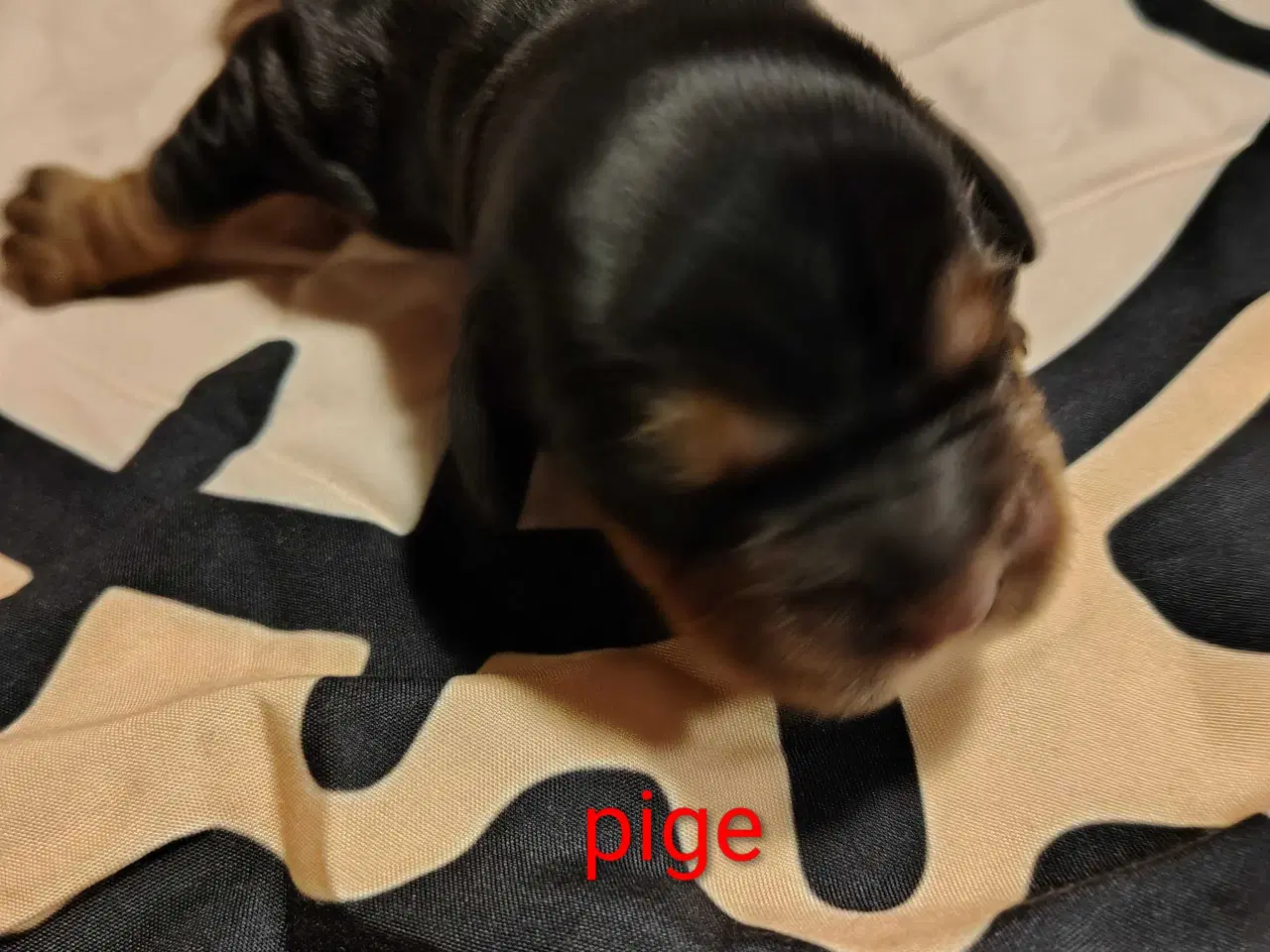 Billede 6 - Cocker Spaniel 