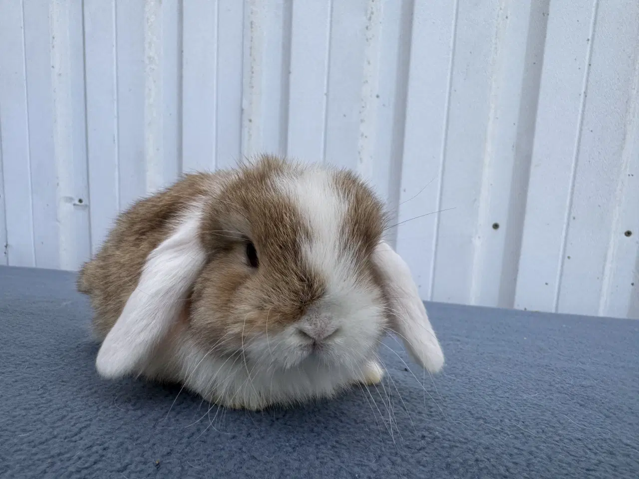 Billede 4 - Mini lop hankanin
