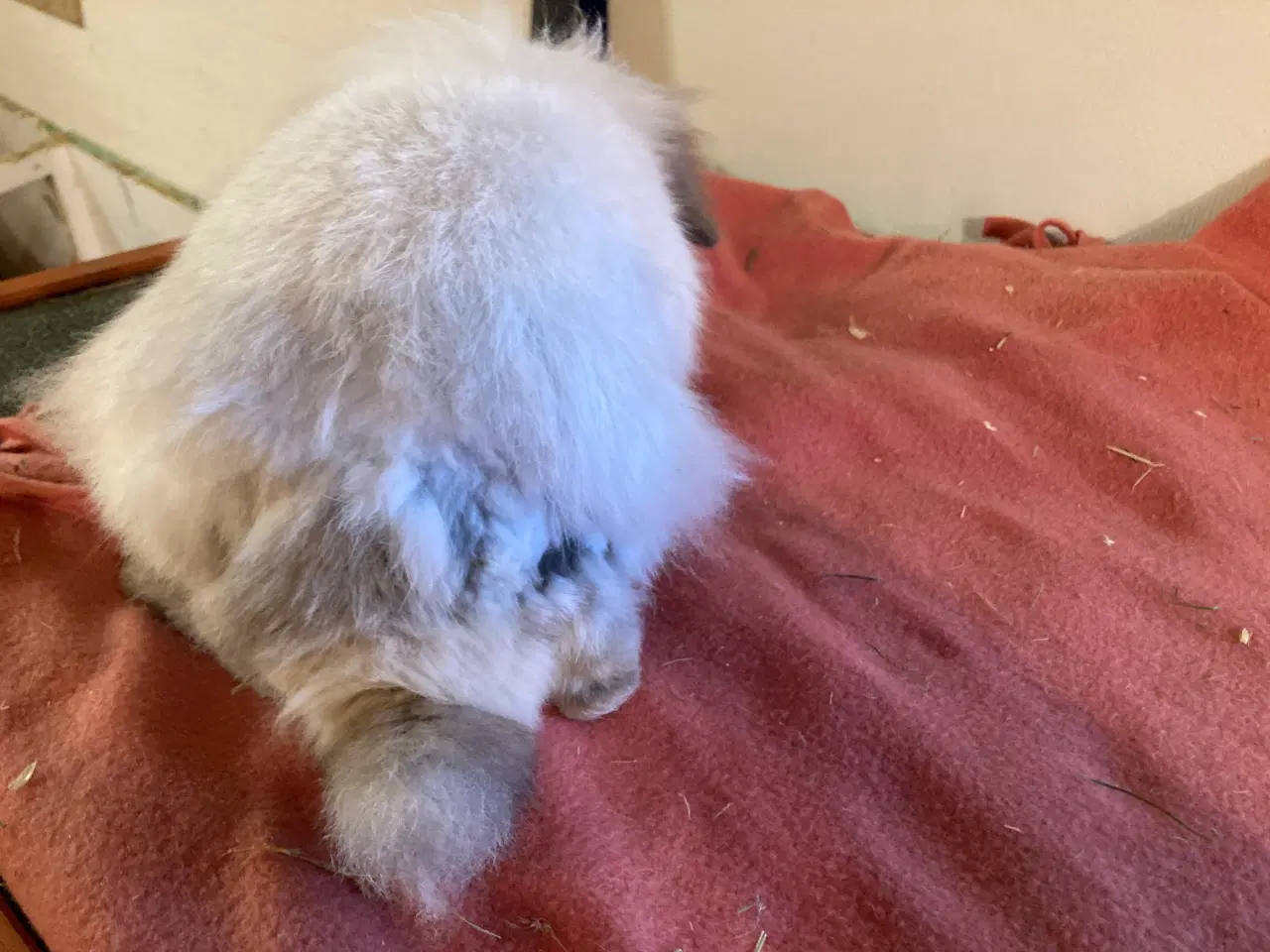 Billede 6 - Smuk Lionlop søger nyt hjem