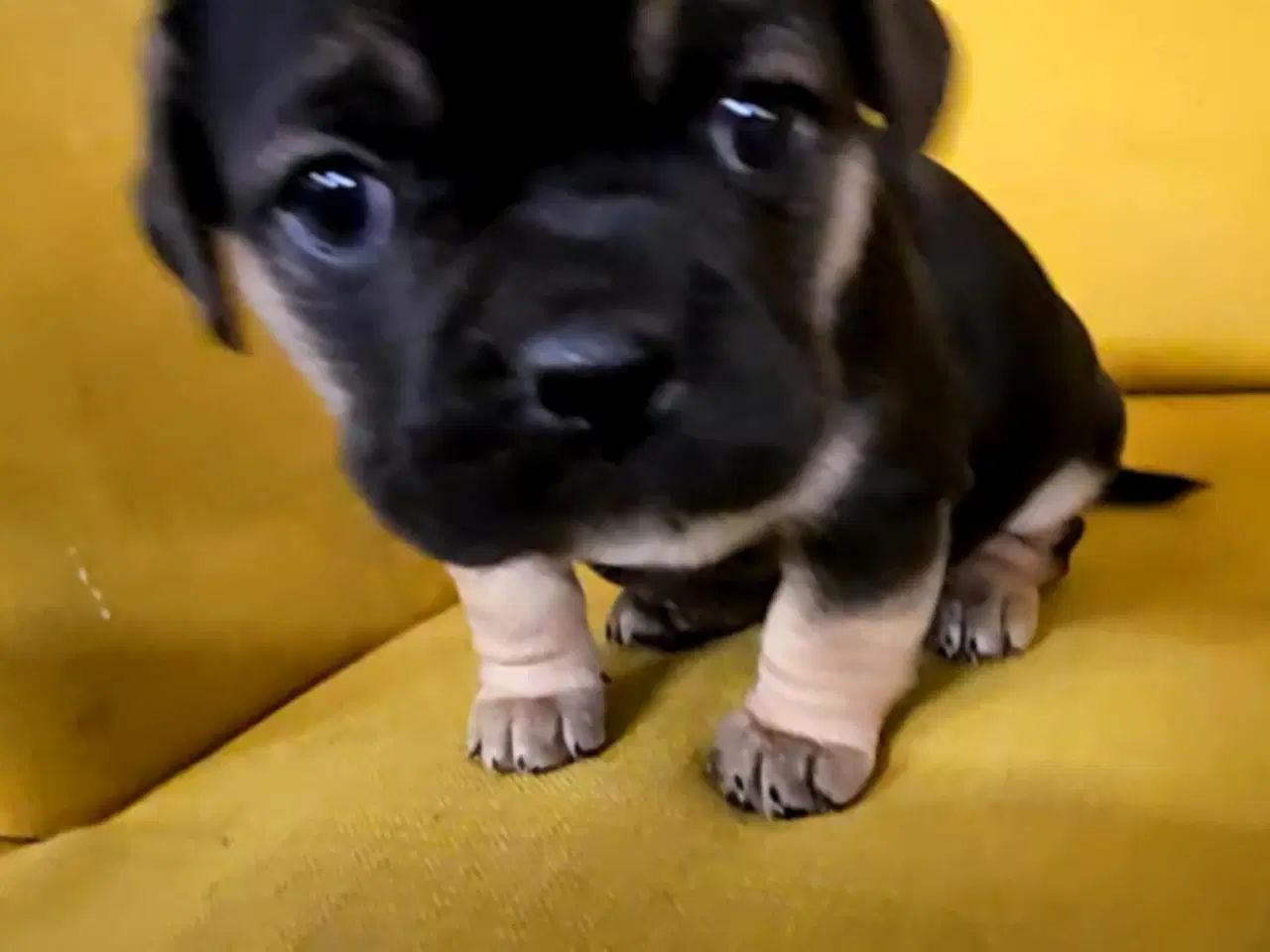 Billede 6 - Søde og vel socialiserede hvalpe.