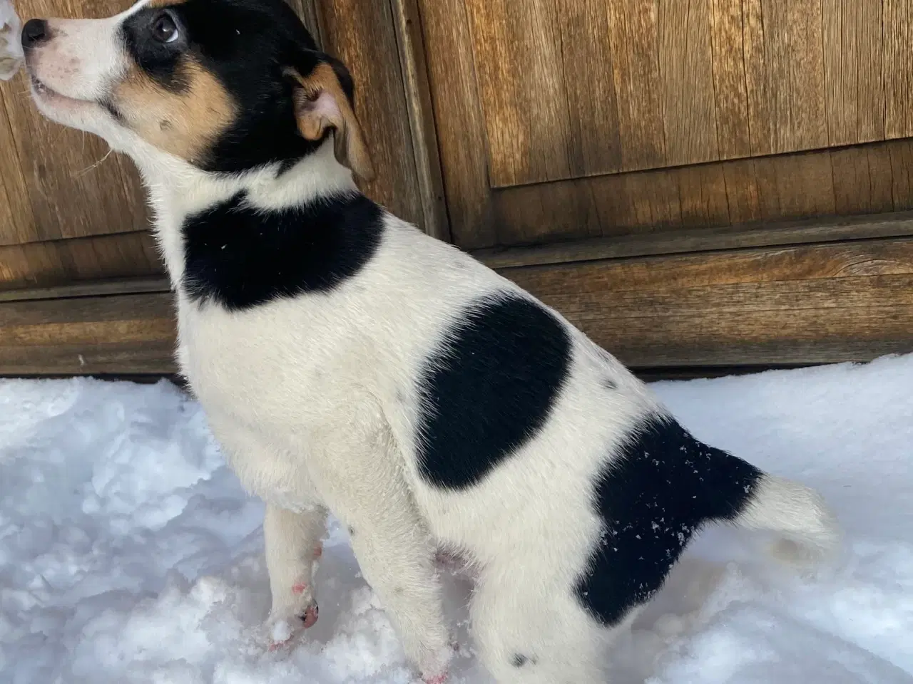 Billede 2 - Dansksvensk gårdhund til salg