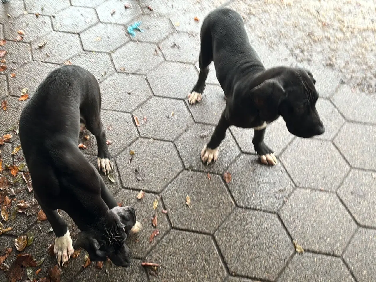 Billede 13 - Grand Danois hvalpe